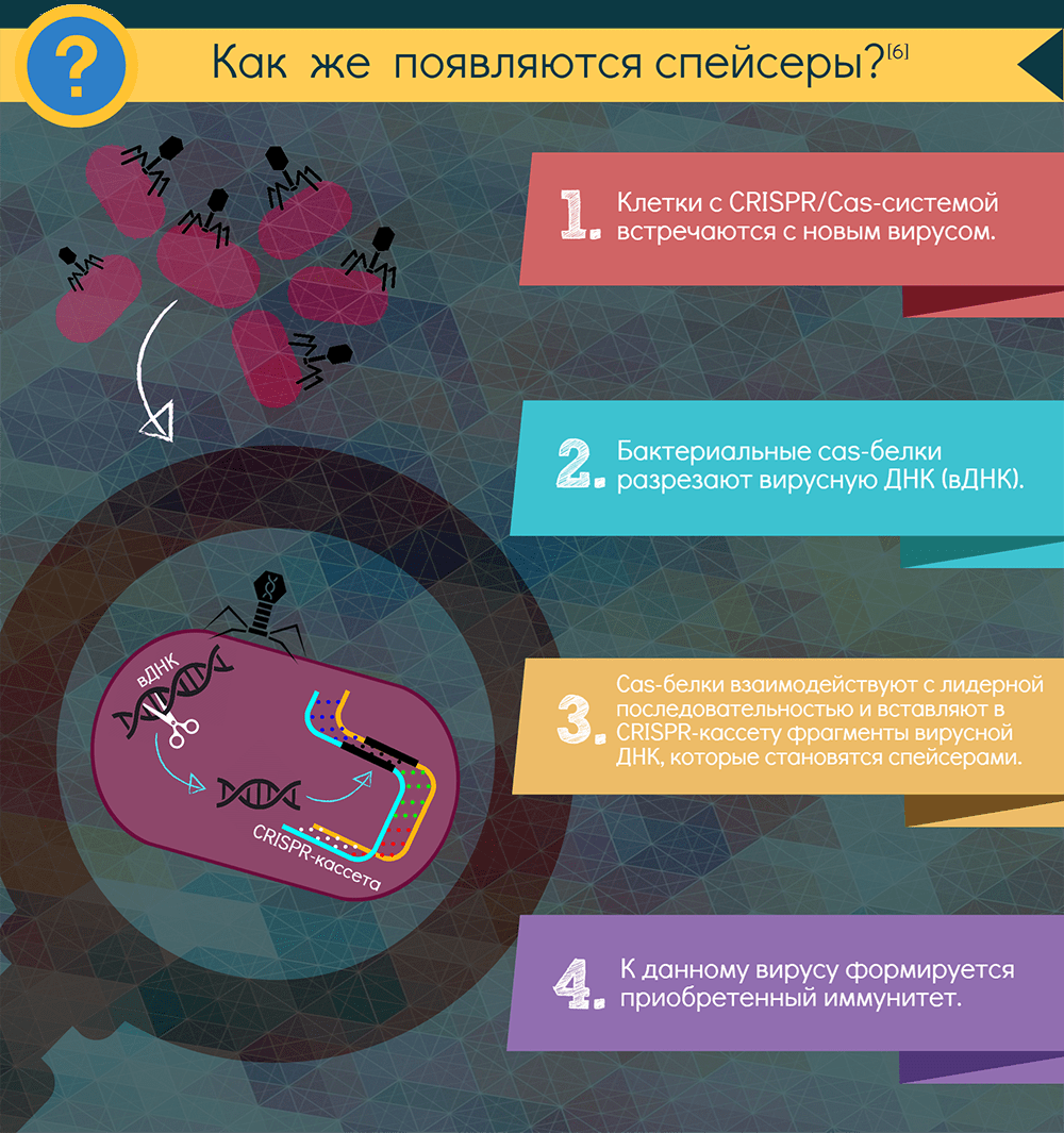 Инфографика о CRISPR/Cas