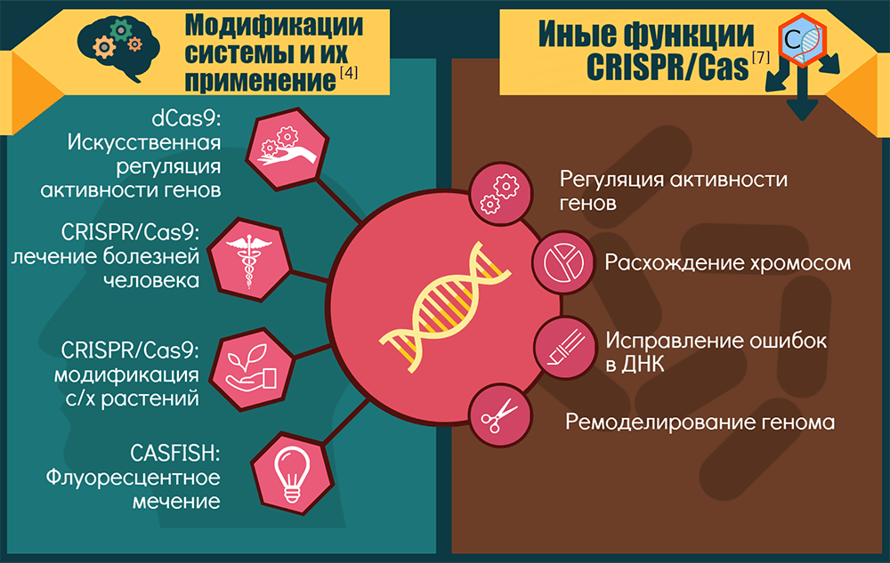 Инфографика о CRISPR/Cas