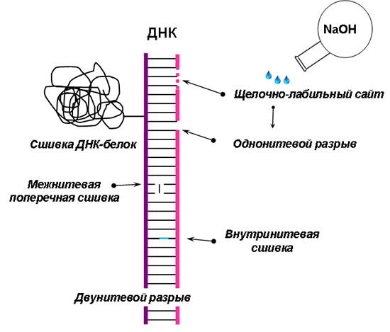 Примеры повреждений ДНК