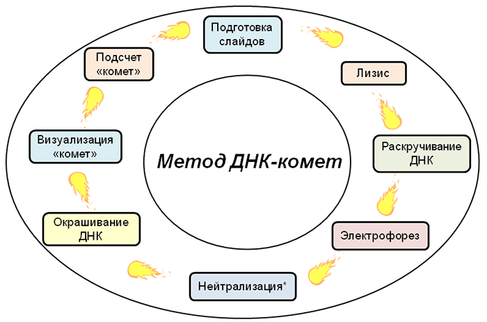 Последовательность этапов метода ДНК-комет