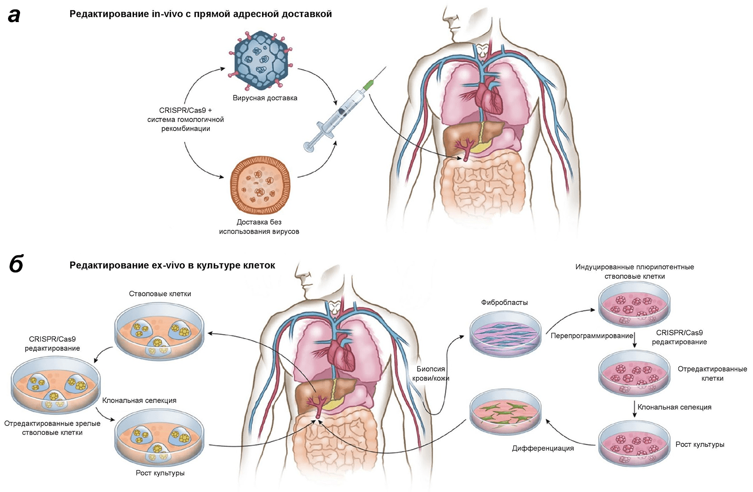 In vivo и ex vivo подходы к использованию CRISPR-Cas9