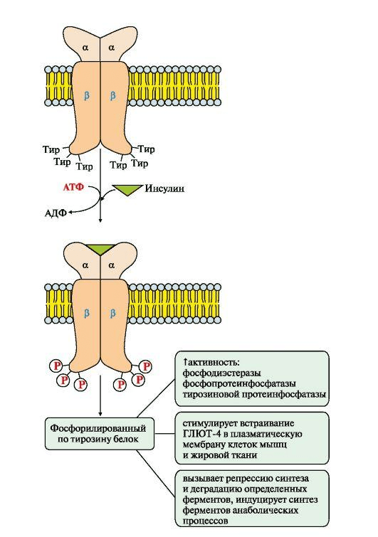Работа рецептора инсулина