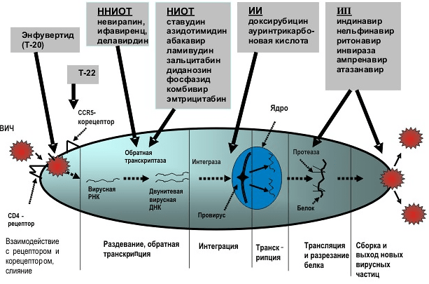 Мишени для антиретровирусных препаратов