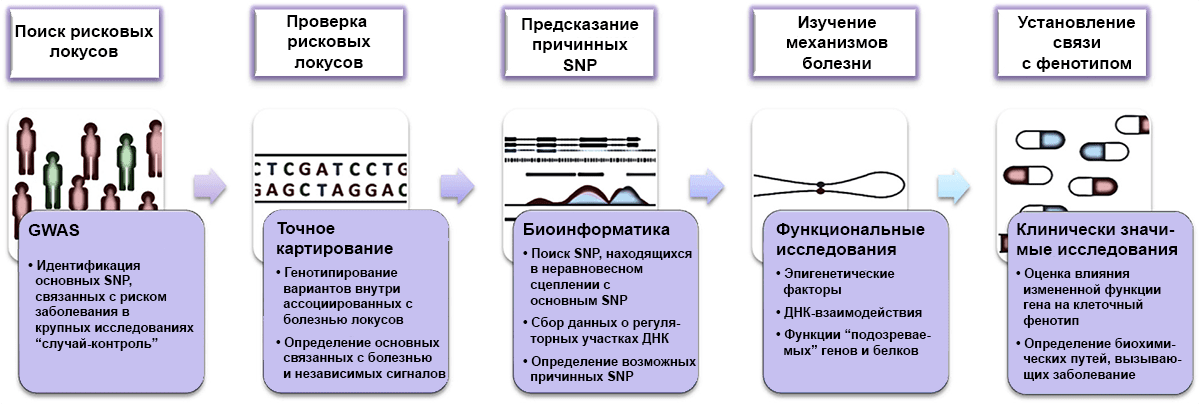 Как устроен GWAS