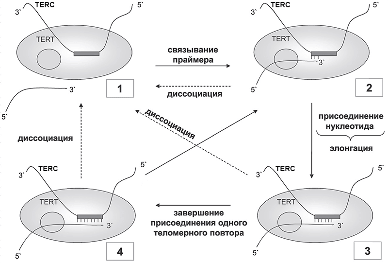 Работа теломеразы