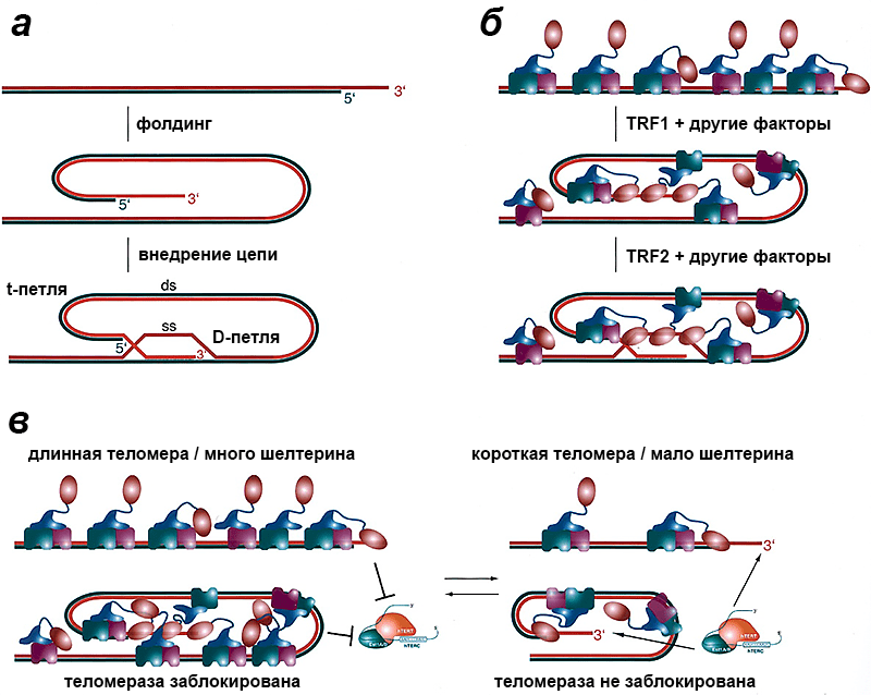 Работа телосомы