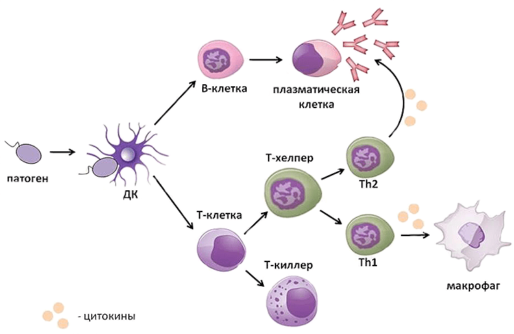 Схема иммунного ответа