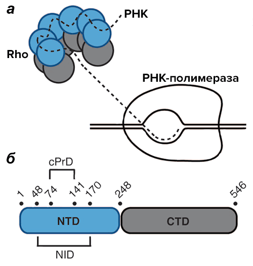 Rho-фактор