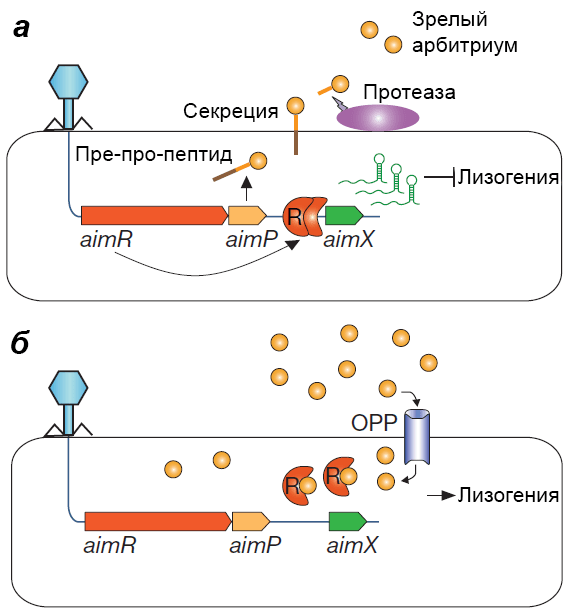 Модель работы системы quorum sensing фага phi3T