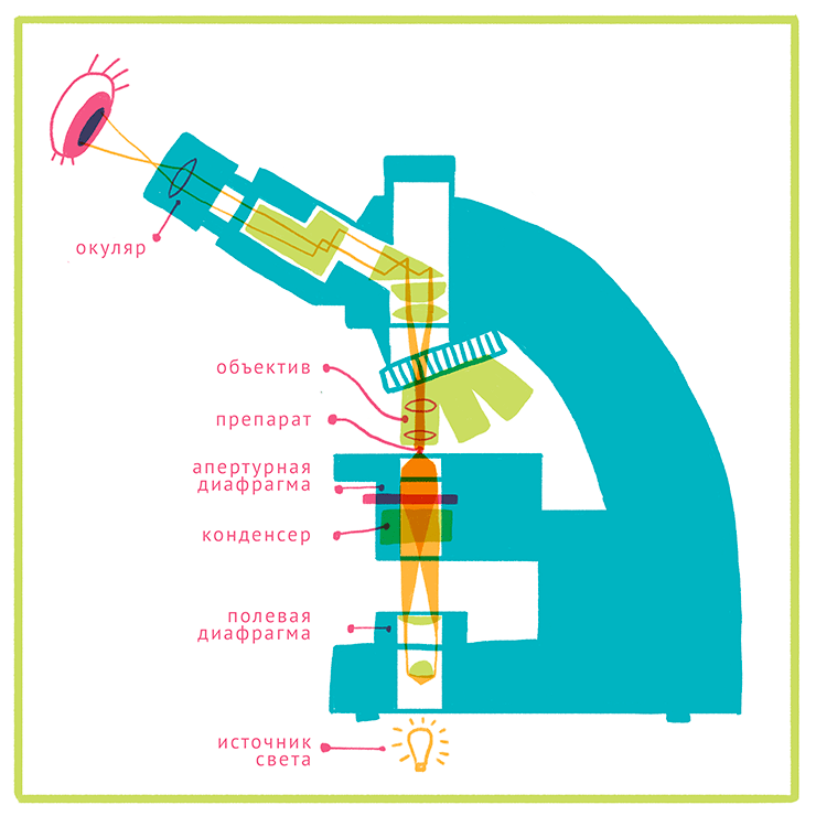 Принципиальное устройство микроскопа