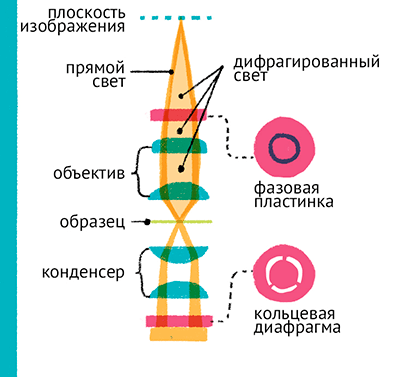 Фазовый контраст