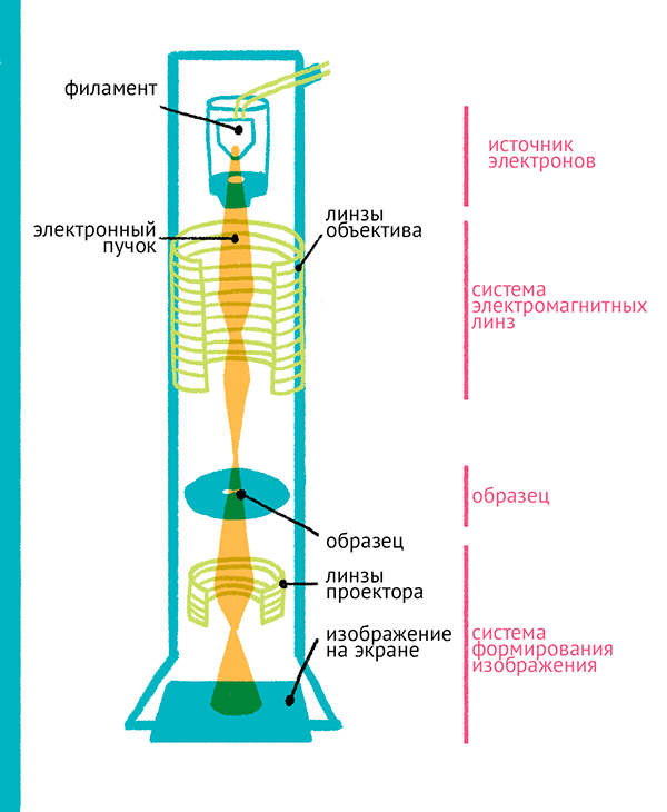 Принцип работы трансмиссионного электронного микроскопа