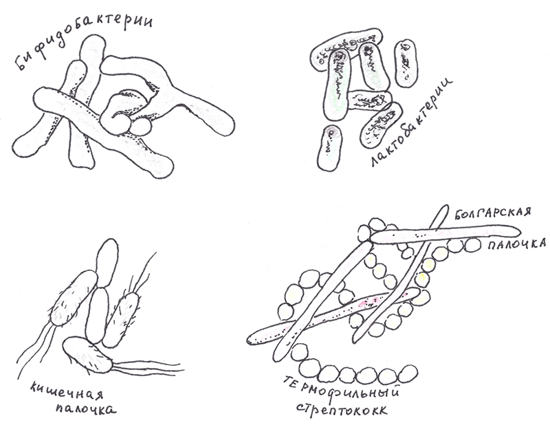 Бактерии кишечника