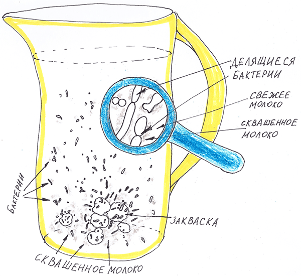 Сквашивание молока