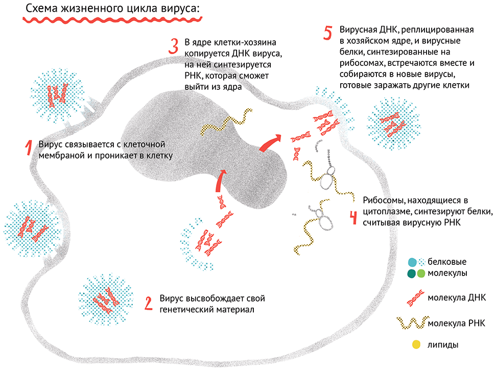 Жизненный цикл вируса