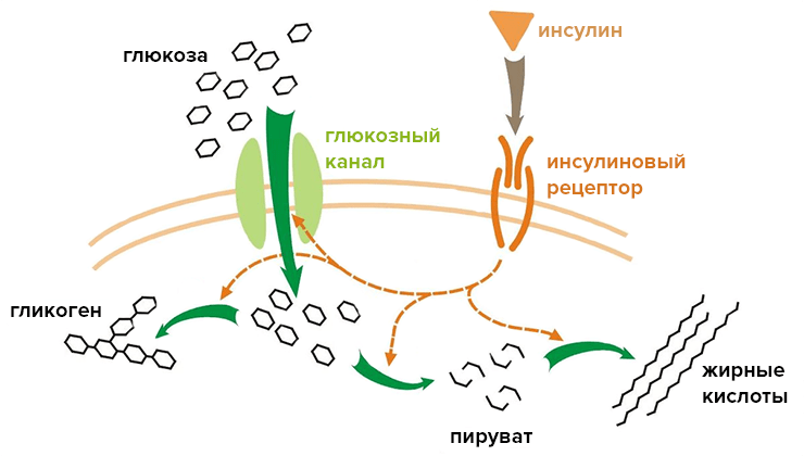 Механизм действия инсулина