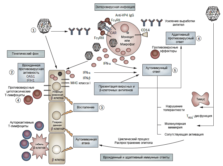 Иммунный ответ при размножении коксакиевируса