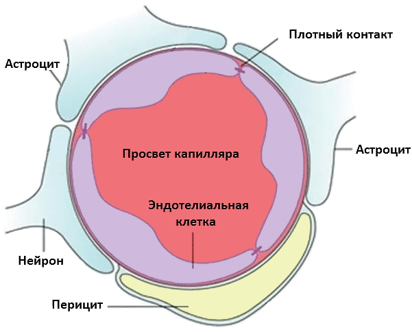 Строение капилляра головного мозга