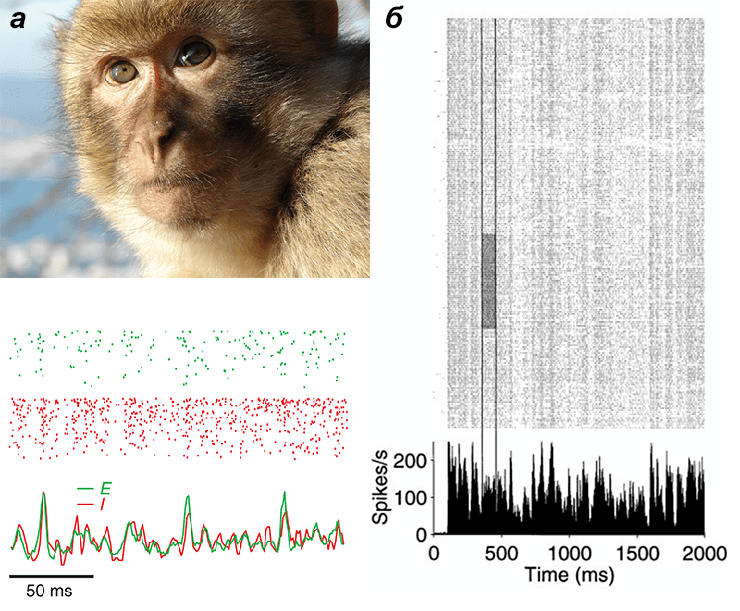 Активность нейронов зрительной коры макаки