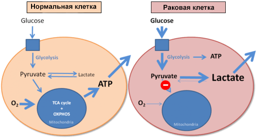 Энергообеспечение нормальной и раковой клеток