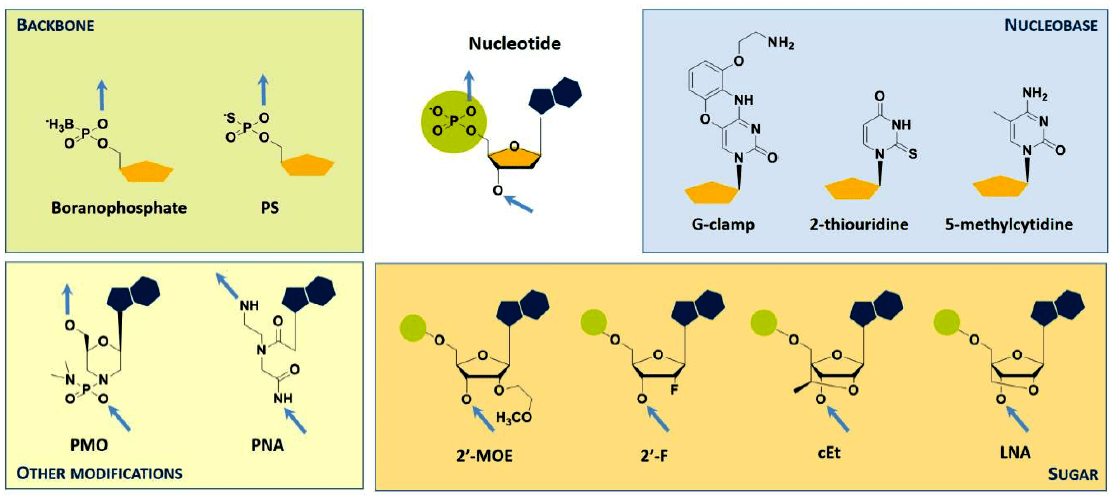 Примеры модификаций олигонуклеотидов