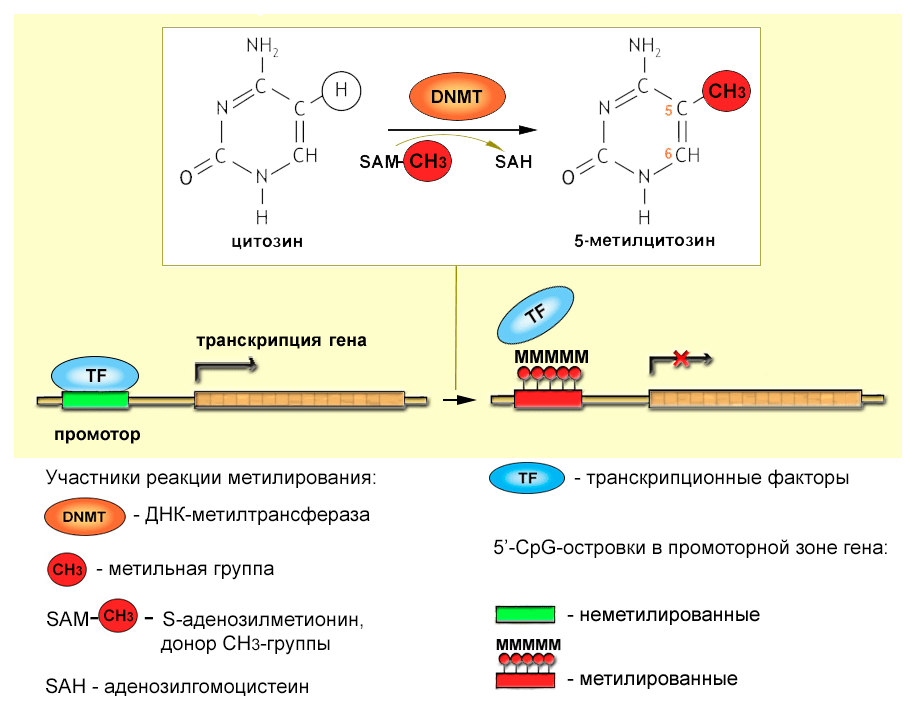 Метилирование ДНК и сайленсинг генов