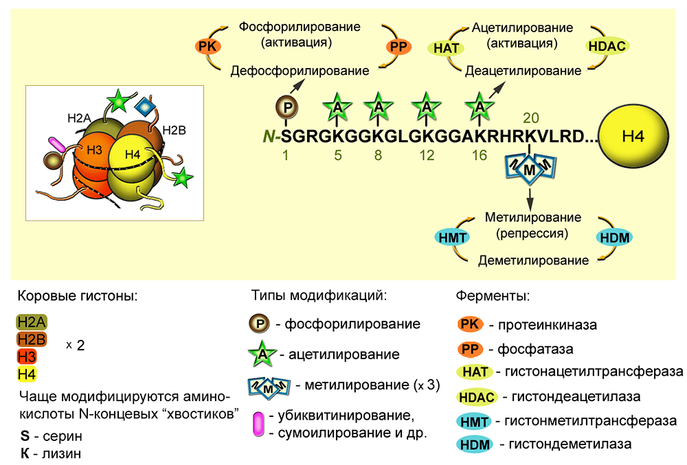 Модификации коровых гистонов