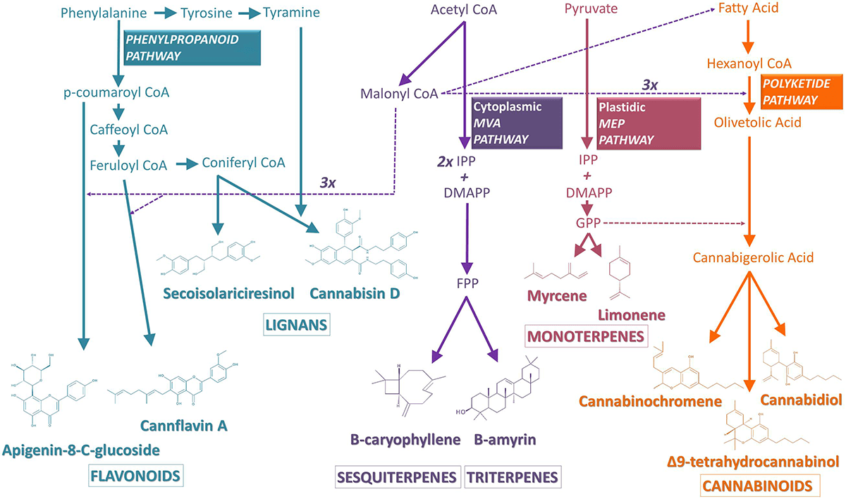 Пути биосинтеза каннабиноидов
