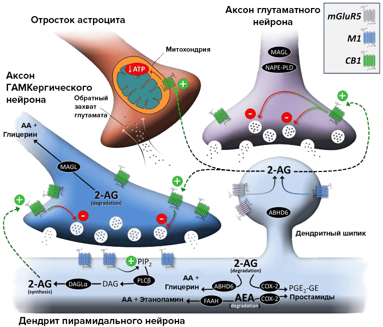 Роль рецепторов CB1