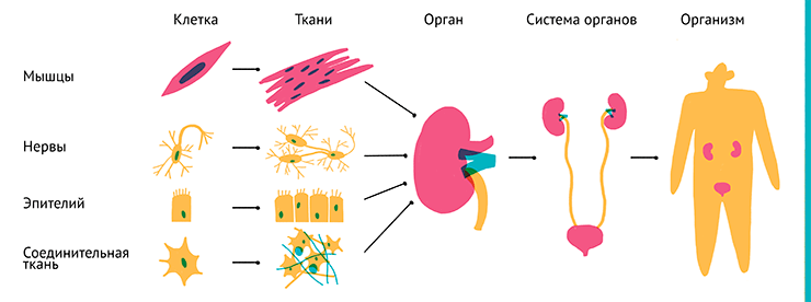 Иерархическая организация живых организмов