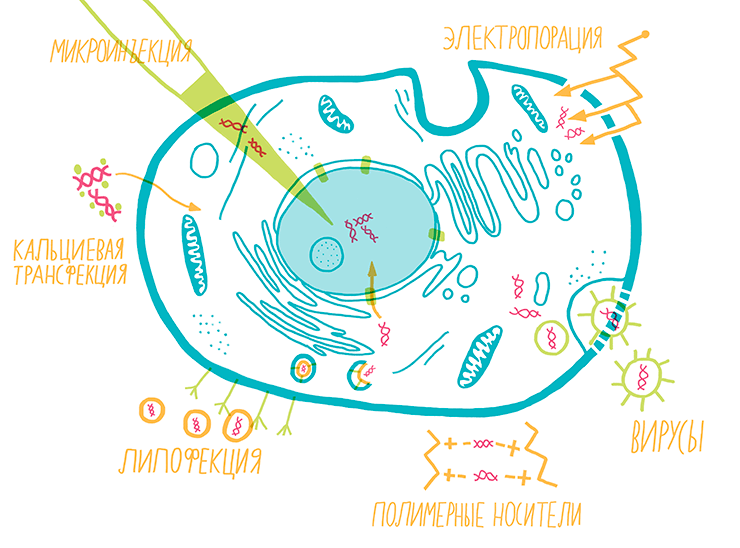 Методы трансфекции и трансдукции