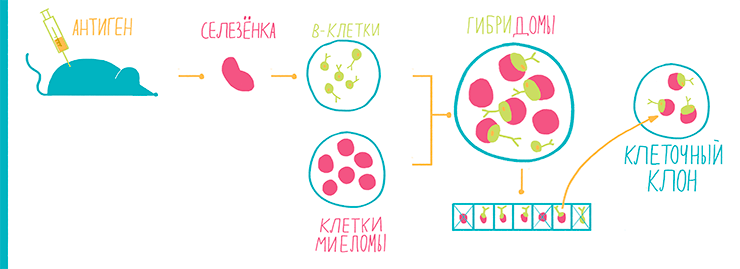 Гибридомная технология