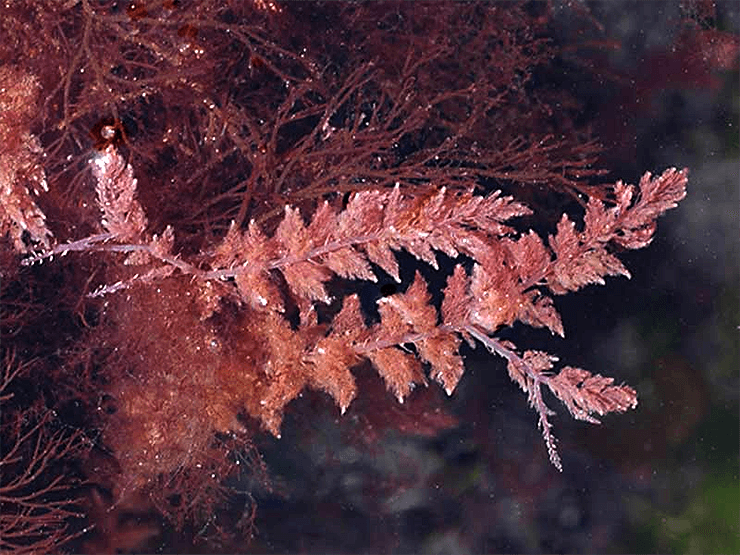 Asparagopsis armata