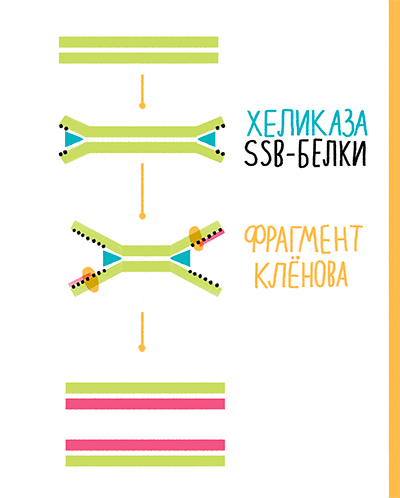 Схема хеликазозависимой амплификации