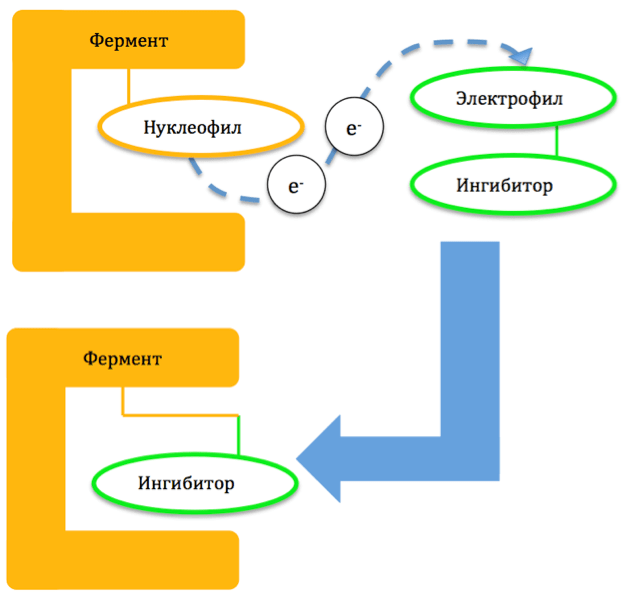 Механизм действия необратимых ингибиторов