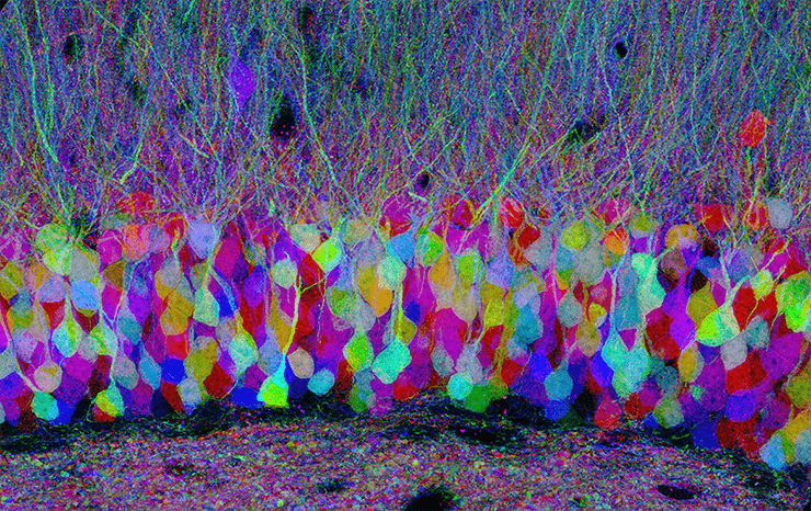 Метод Brainbow