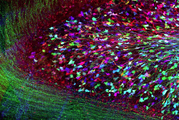 Метод Brainbow