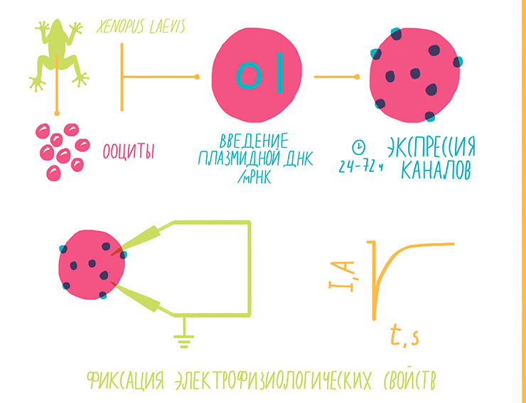 Схема работы методом voltage clamp