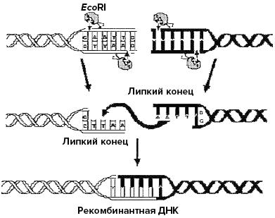 Применение эндонуклеазы