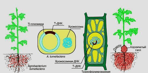 Трансформация растений