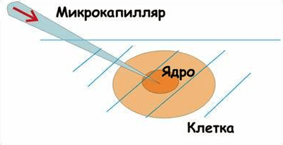 Введение ДНК путем микроиньекции