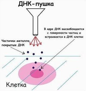 Механизм работы генной пушки