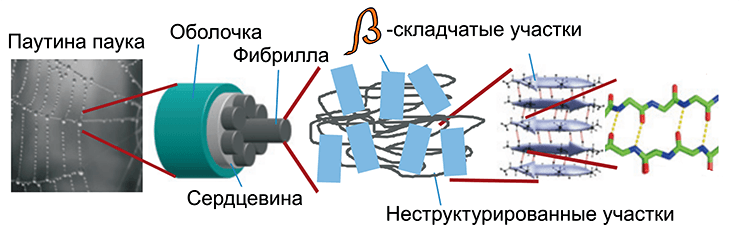 Строение паутины