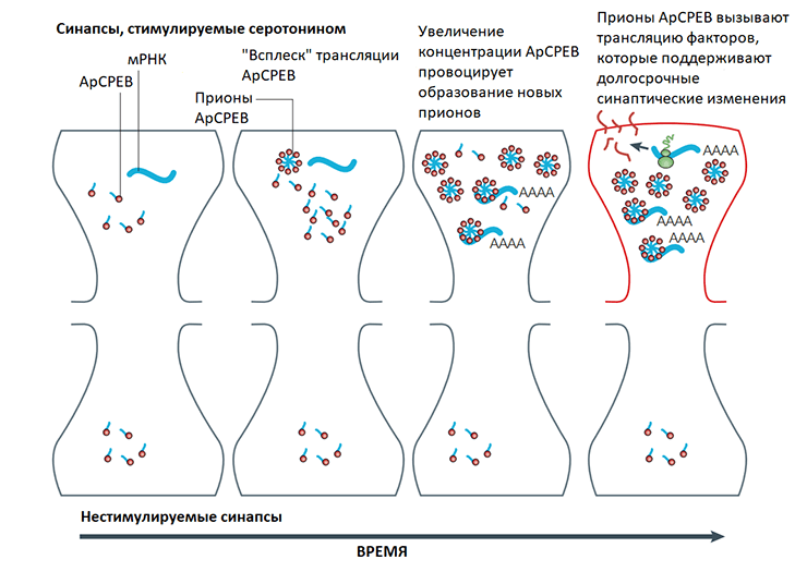 Долгосрочная синаптическая память и прионы ApCPEB