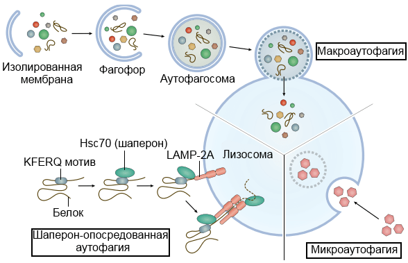 Варианты аутофагии