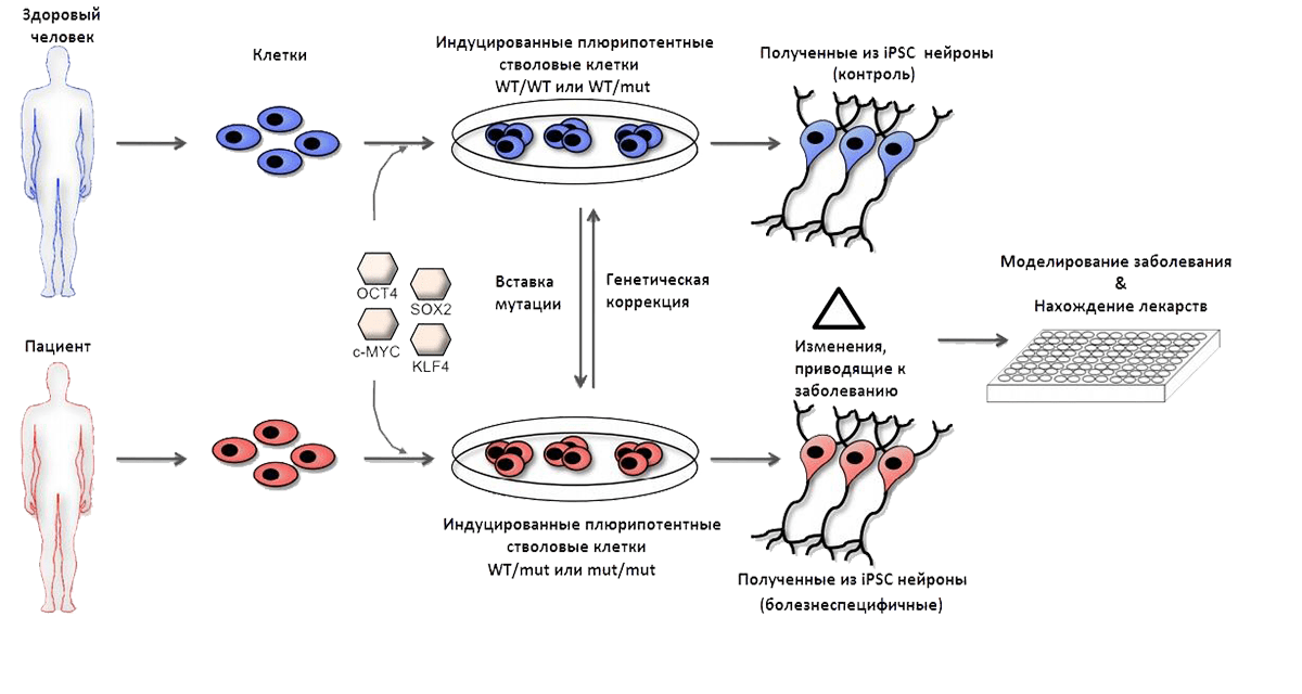 Схема получения и использования ИПСК