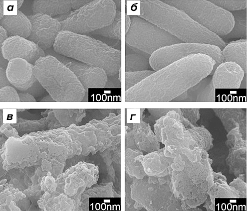 Escherichia coli