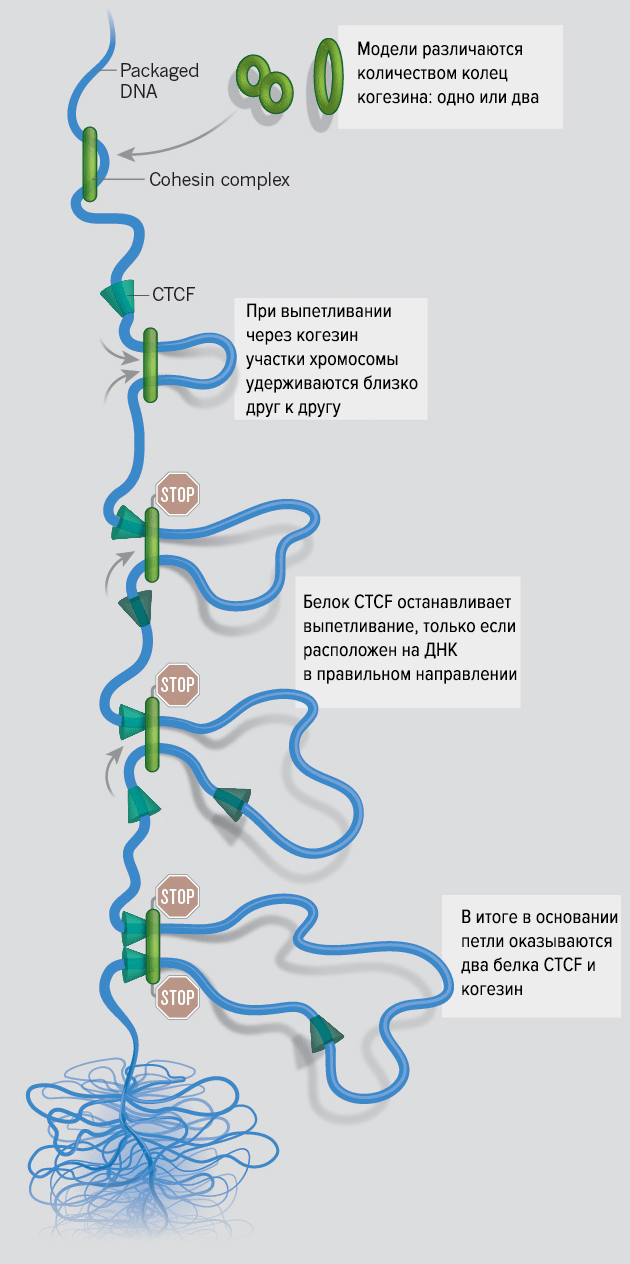 Модель петлеобразования