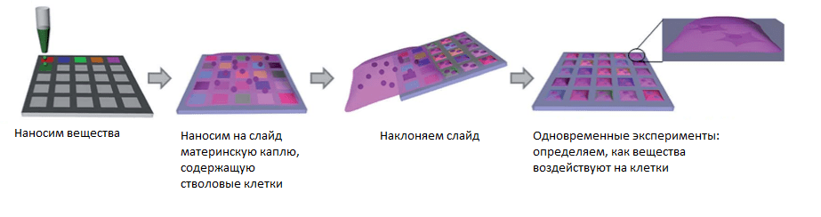 Взаимодействие разных веществ и стволовых клеток