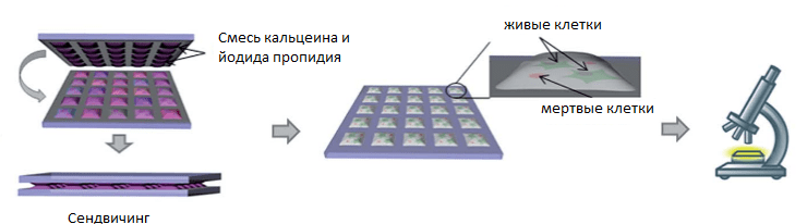 Процесс сэндвичинга